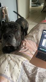 Cane Corso disponibile