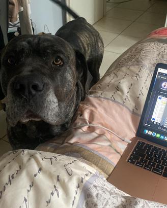 Cane Corso disponibile