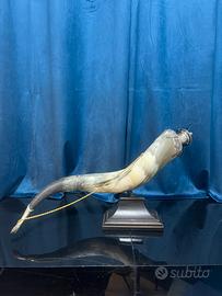 Grande corno potorio