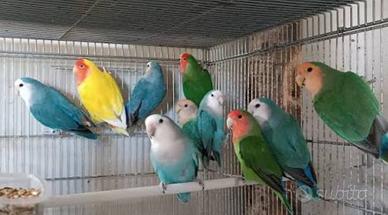 Inseparabili,cocorite