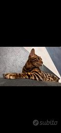 Bengala black tabby spotted per monta