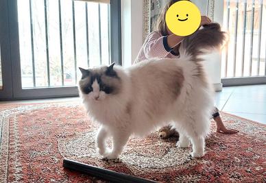 Ragdoll maschio