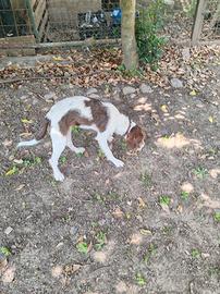 Cani da tartufo