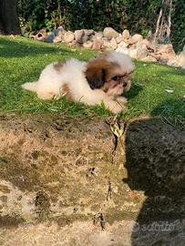 Shih Tzu cuccioli