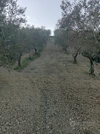 Terreno agricolo irriguo. Circa 1000m2