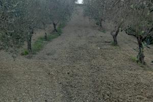 Terreno agricolo irriguo. Circa 1000m2