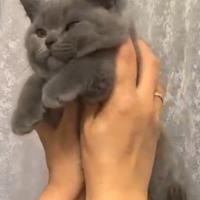 Cucciola brithis shorthair