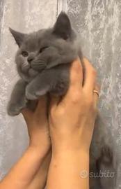 Cucciola brithis shorthair