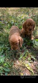 Cocker spaniel cuccioli