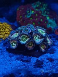 Coralli zoanthus