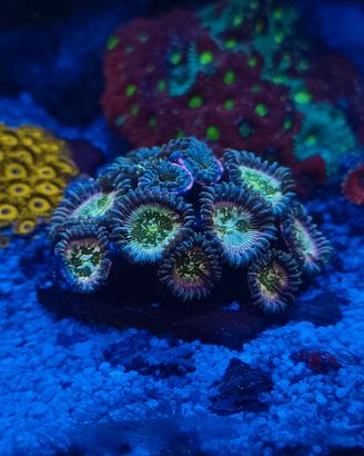 Coralli zoanthus