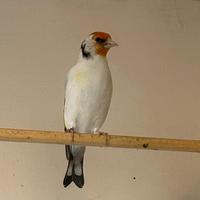 Cardellino