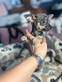 Chihuahua micro