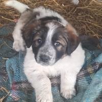 Cuccioli, incrocio maremmano