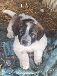 Cuccioli, incrocio maremmano