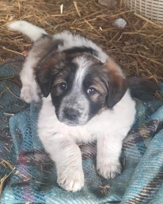 Cuccioli, incrocio maremmano