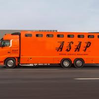 Van trasporto cavalli