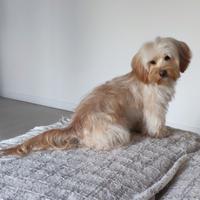 Accoppiamento bichon havanese