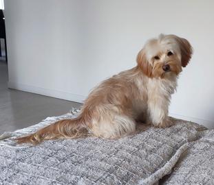 Accoppiamento bichon havanese