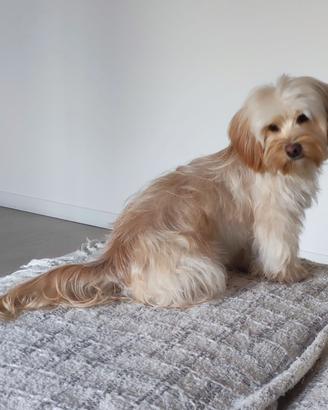 Accoppiamento bichon havanese