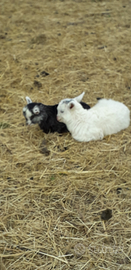Cuccioli coppia maschio e femmina capre cashmere