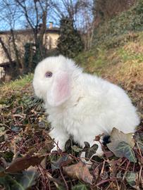 Conigli nani minilop