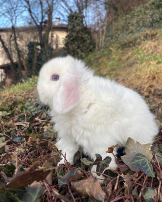 Conigli nani minilop