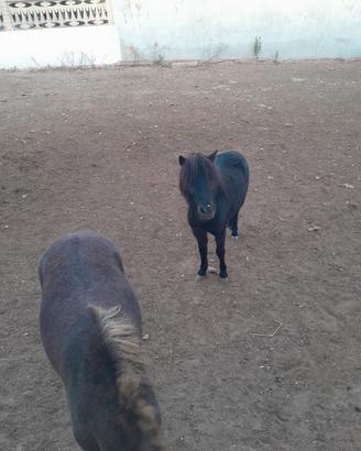 Pony maschio