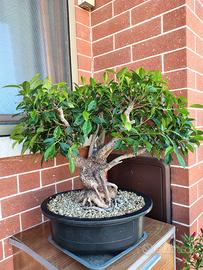 bonsai