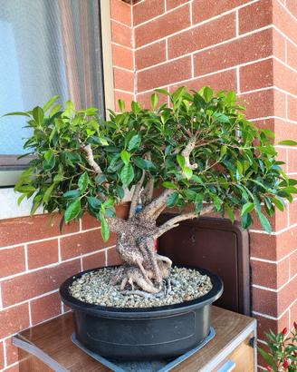 bonsai