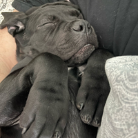 CUCCIOLI Cane Corso