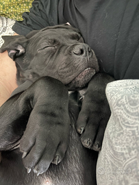 CUCCIOLI Cane Corso