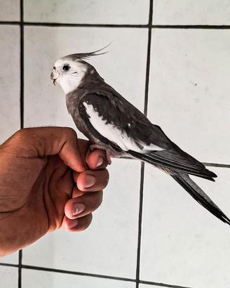 Pappagallo calopsite allevato a mano