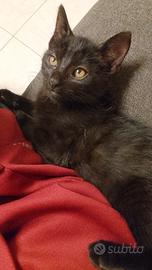  gatto nero 