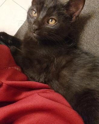  gatto nero 