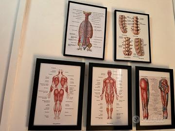 SET STAMPE FISIOTERAPIA OSTEOPATIA MASSOTERAPIA