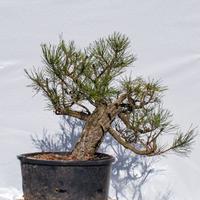 Pre Bonsai Pino nero Yamadori