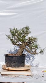 Pre Bonsai Pino nero Yamadori