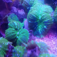 Corallo molle Rhodactis sp - Ultra Green