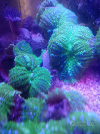 Corallo molle Rhodactis sp - Ultra Green