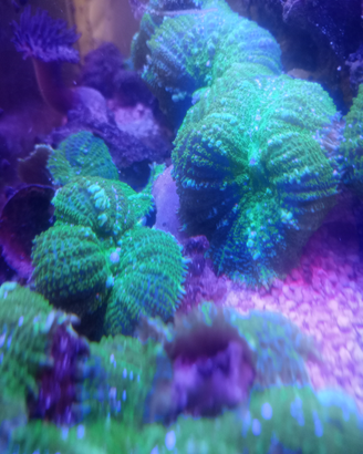 Corallo molle Rhodactis sp - Ultra Green