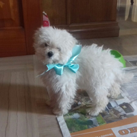 Cuccioli barboncino Toy bianco 60gg 120gg maltese