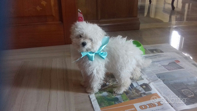 Cuccioli barboncino Toy bianco 60gg 120gg maltese