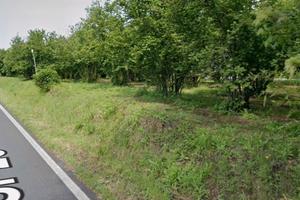 Noccioleto tra Vignanello - Corchiano (Sassalusio)