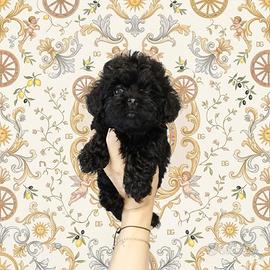 Maltipoo coreano mini Toy Total black