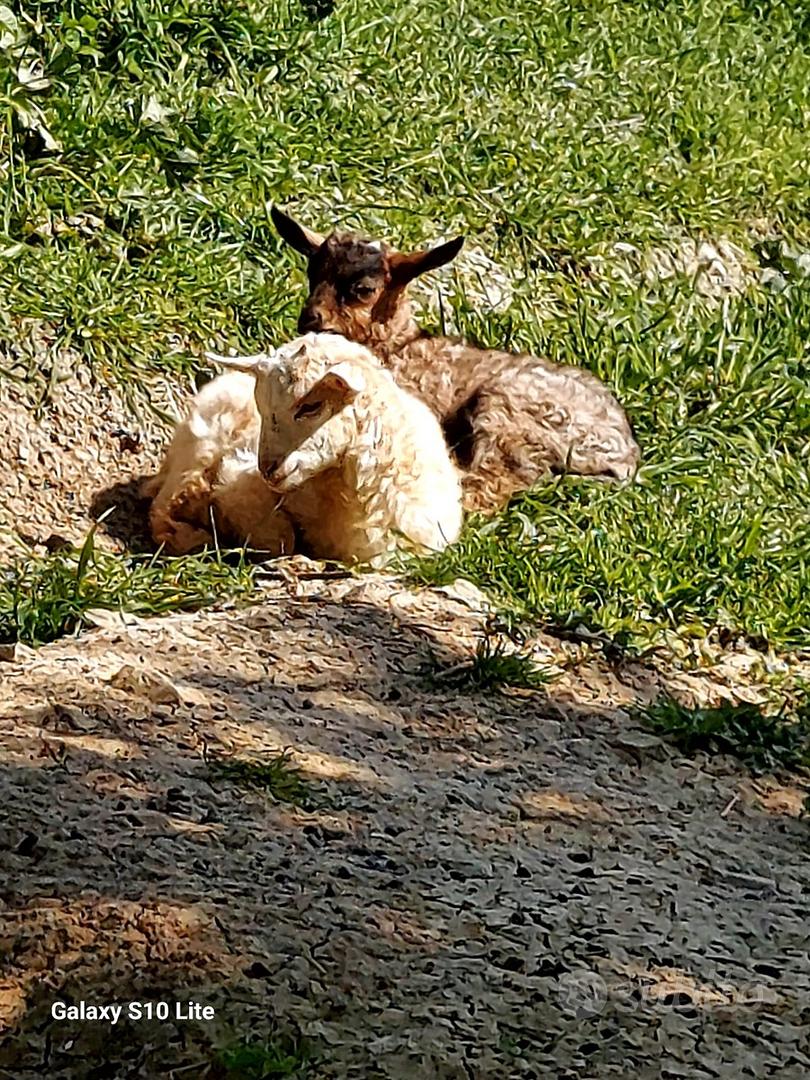 Cuccioli Capra Cashmere - Animali In vendita a Modena