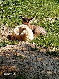 Cuccioli Capra Cashmere