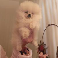 Spitz di pomerania mini toy