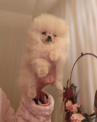 Spitz di pomerania mini toy