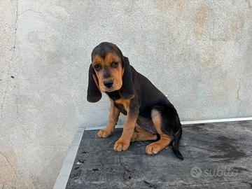 Animali